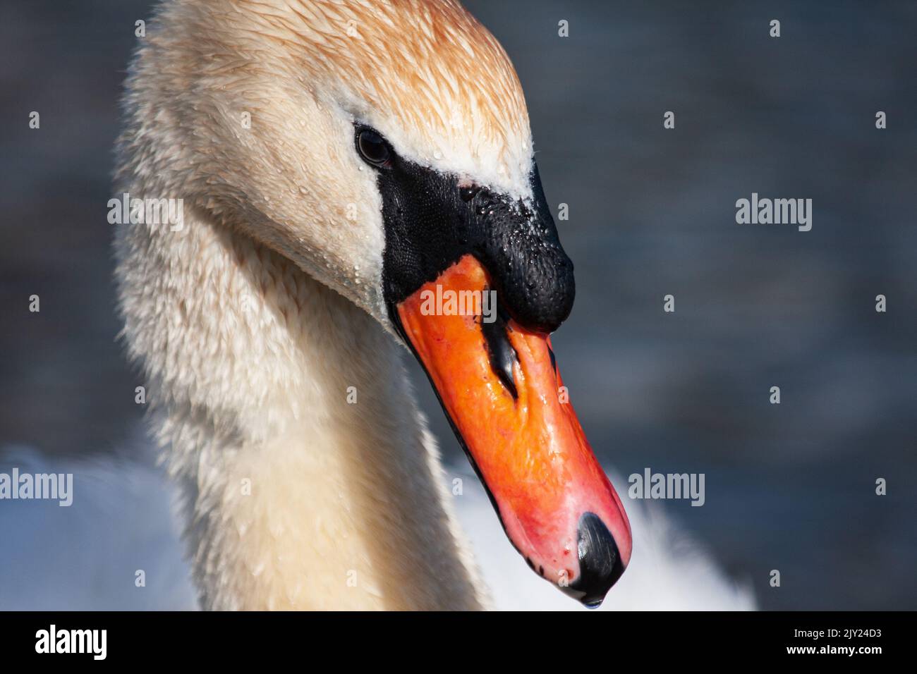 Mute Swan Stock Photo