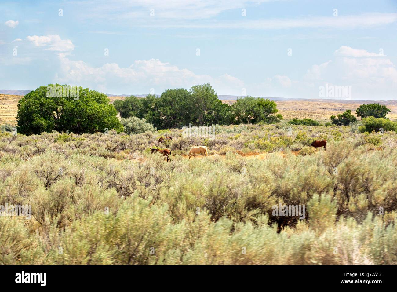 Horses grazing in an arid ranch sagebrush steppe landscape with sage brush and trees north of Cody, Wyoming Stock Photo