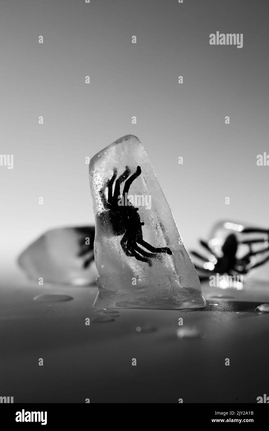 Halloween creepy scene. Fake spiders in a cube ice. White and black photography Stock Photo