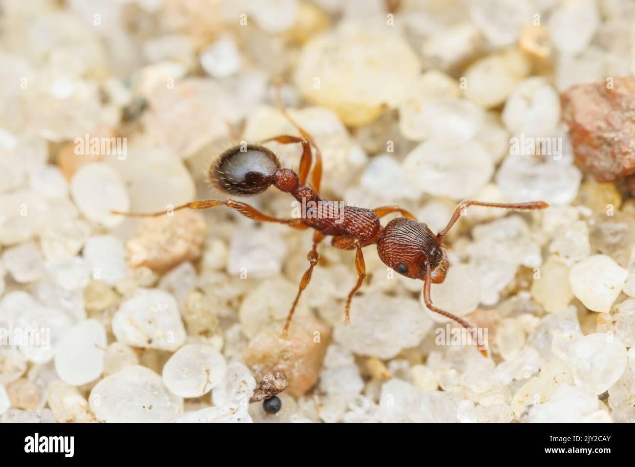 Myrmicine Ant (Myrmica detritinodis) Stock Photo