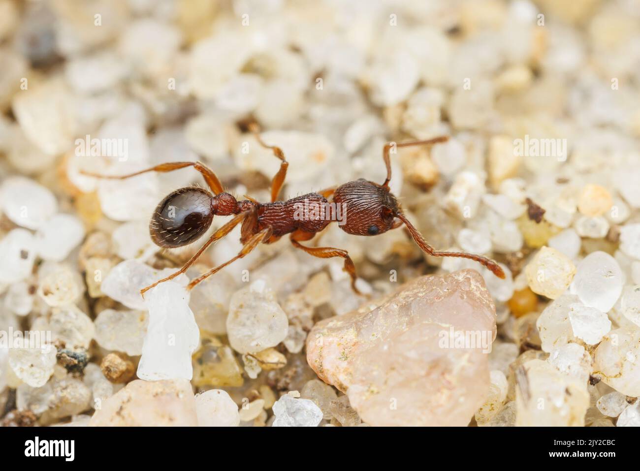 Myrmicine Ant (Myrmica detritinodis) Stock Photo