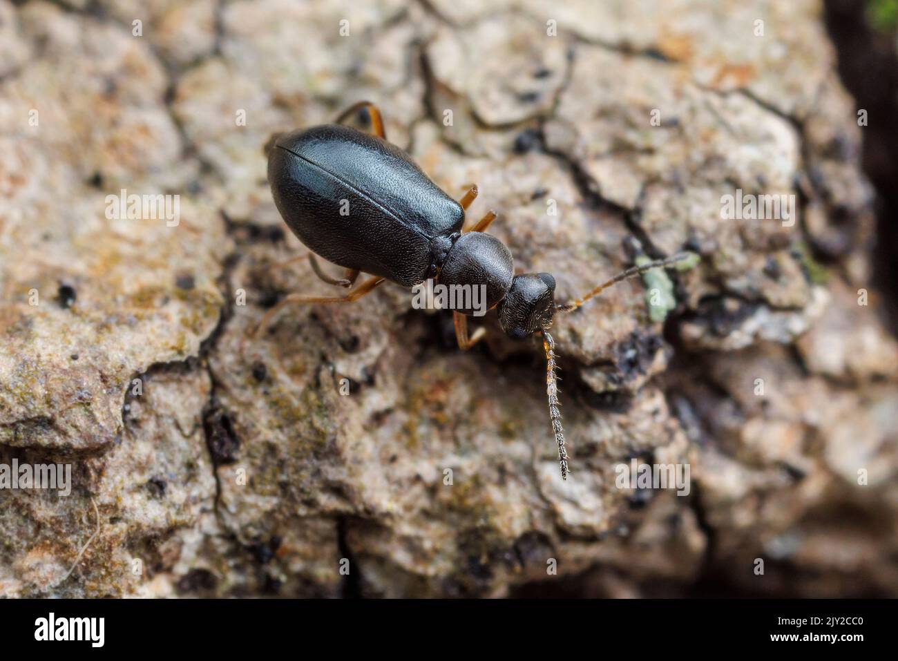 Malachite Beetle (Hypebaeus oblitus) - Female Stock Photo