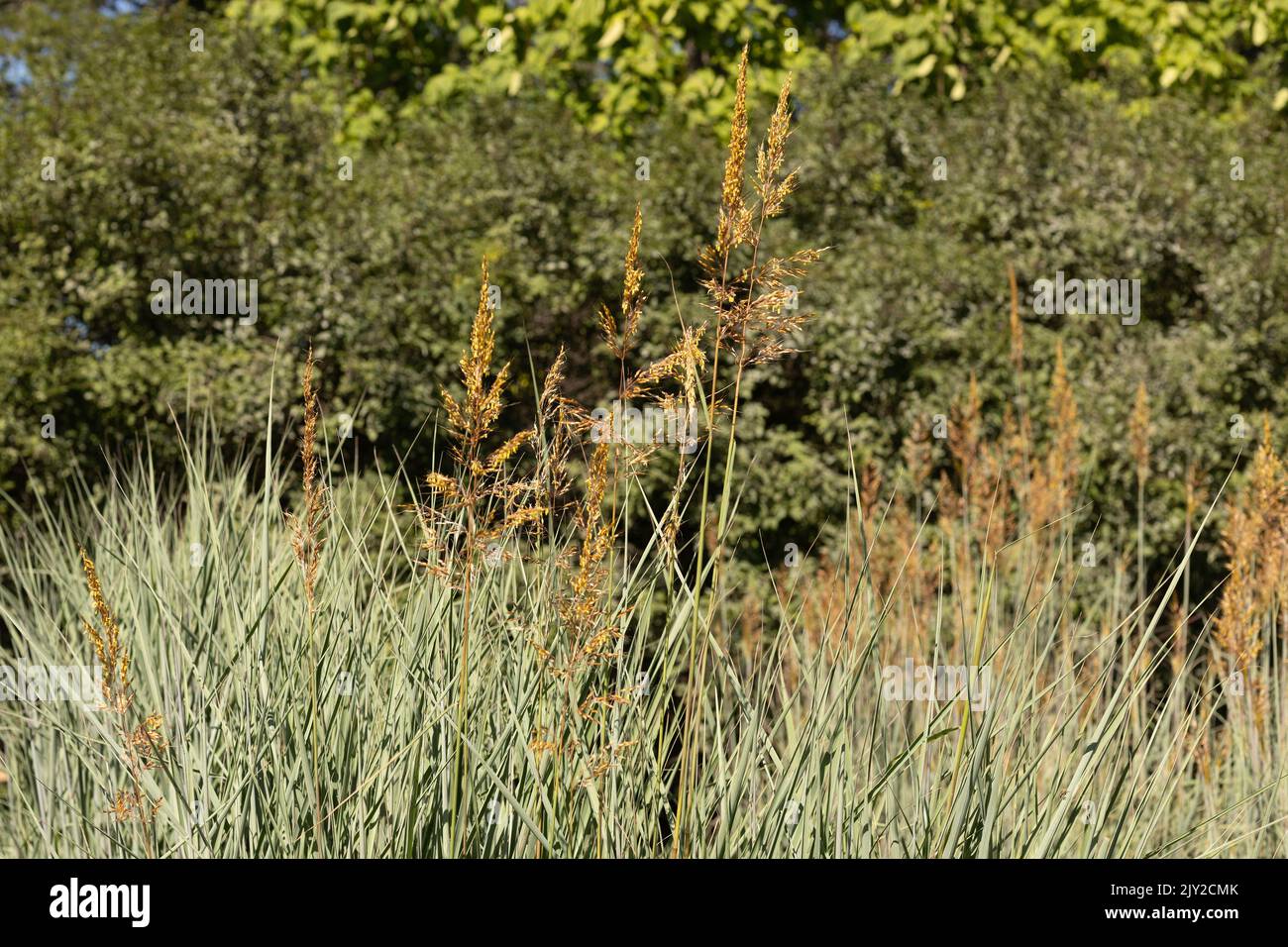 Sorghastrum nutans 'Thin Man' yellow prairie grass. Stock Photo