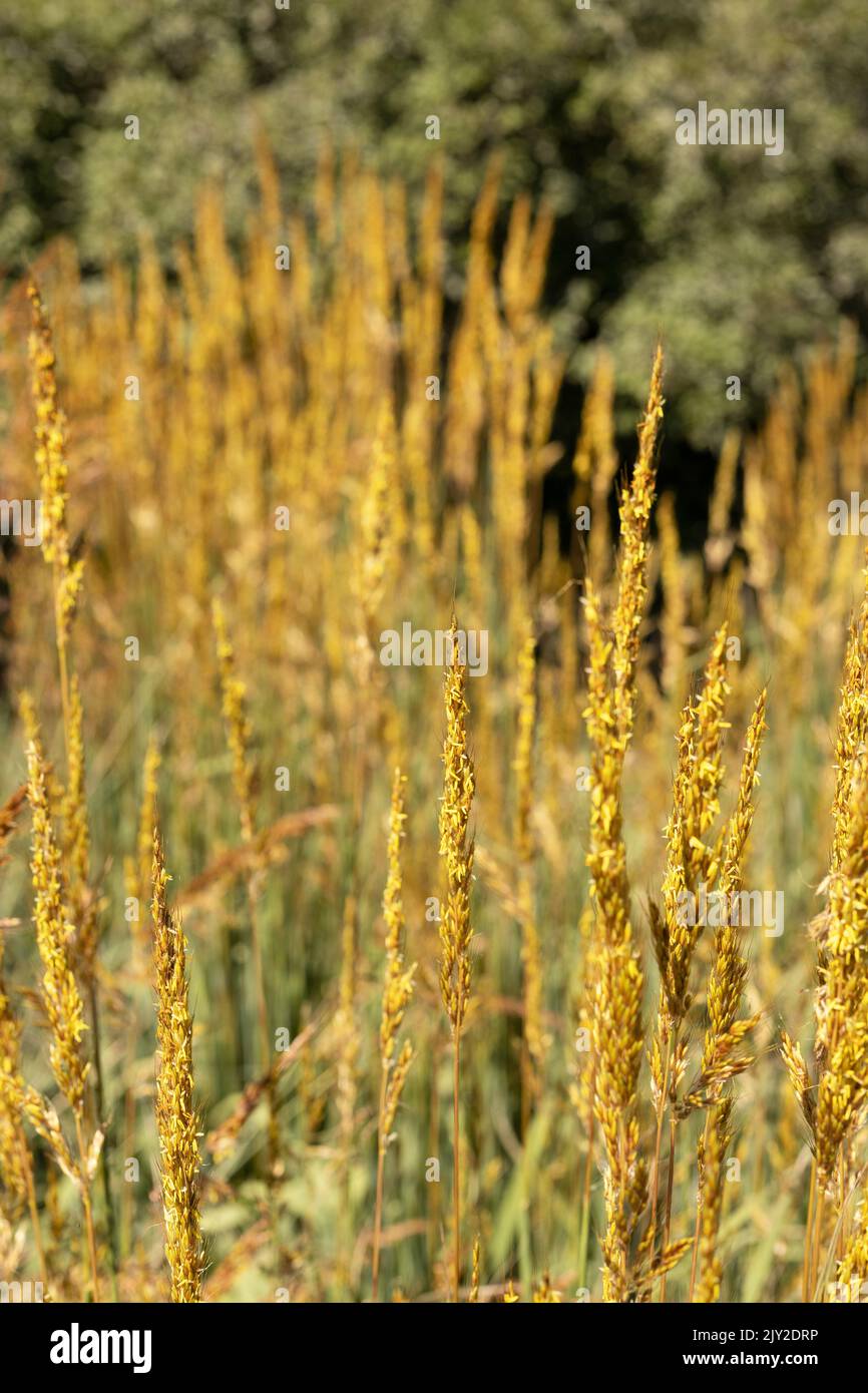 Sorghastrum nutans 'mnyg318153' golden sunset yellow prairie grass. Stock Photo