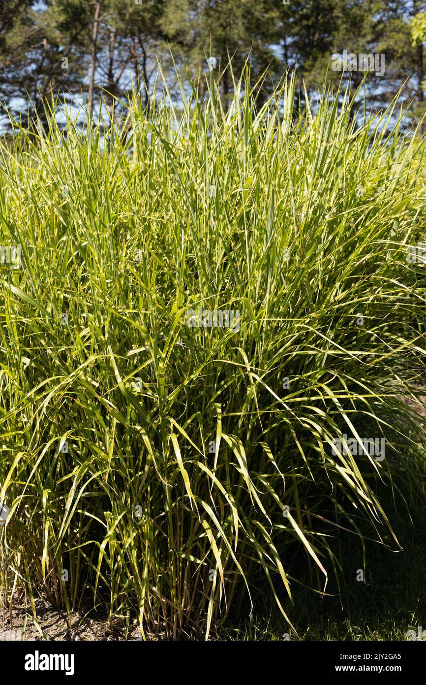 Miscanthus sinensis 'Strictus' porcupine grass Stock Photo Alamy