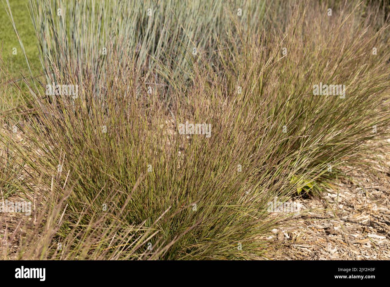 Schizachyrium scoparium 'Little Luke' little bluestem grass. Stock Photo
