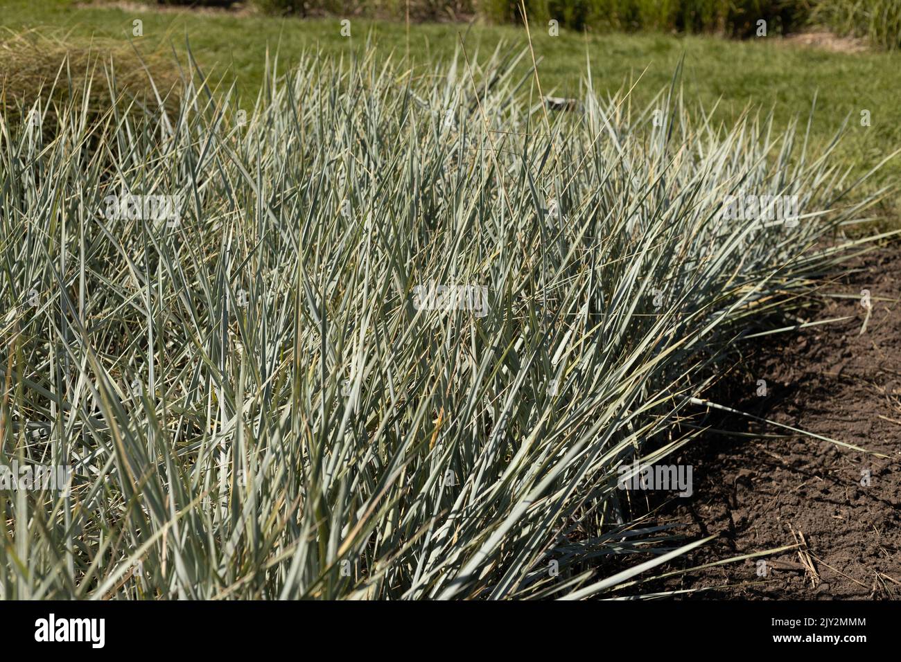 Leymus arenarius 'Blue Dune' grass. Stock Photo