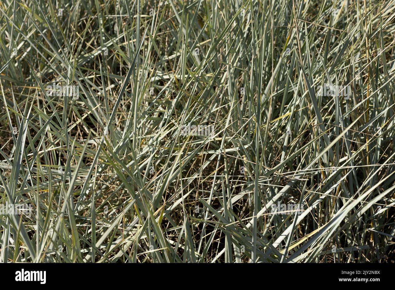 Leymus arenarius 'Blue Dune' grass. Stock Photo