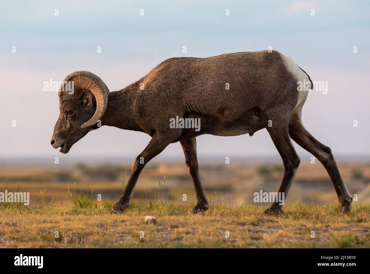 Bighorn sheep ram walks and grazes in South Dakota's Badlands National