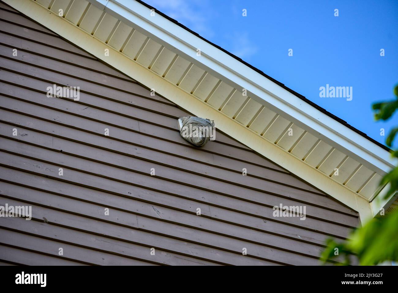 A large wasp hornet nest is affixed to an exterior dryer vent cover on the eave of a wooden building. The pesky insects are on the outside. Stock Photo