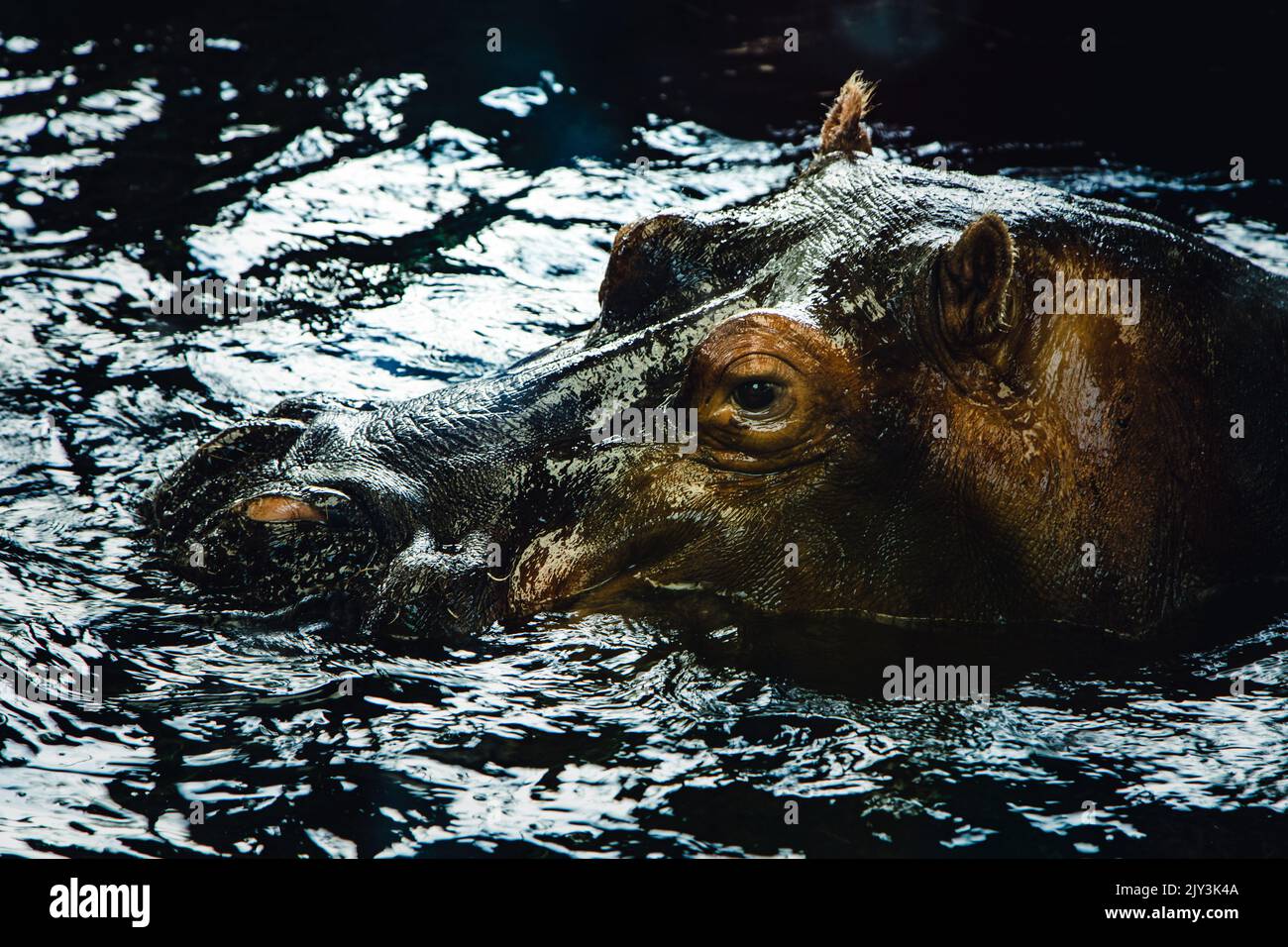 hippopotamus in the water Stock Photo
