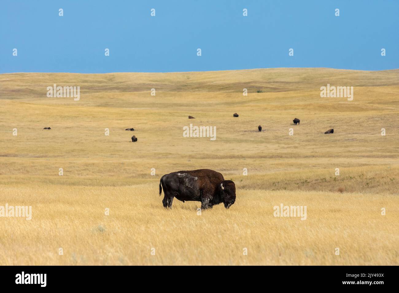 Bison herd grazes on native grassland prairie in South Dakota's Badlands National Park. American buffalo in natural habitat. Stock Photo