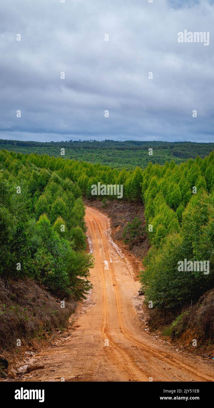 Dirt road crossing Eucalyptus plantation at Kutai Timur, Indonesia ...
