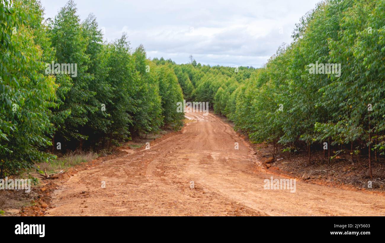 Dirt road crossing Eucalyptus plantation at Kutai Timur, Indonesia ...