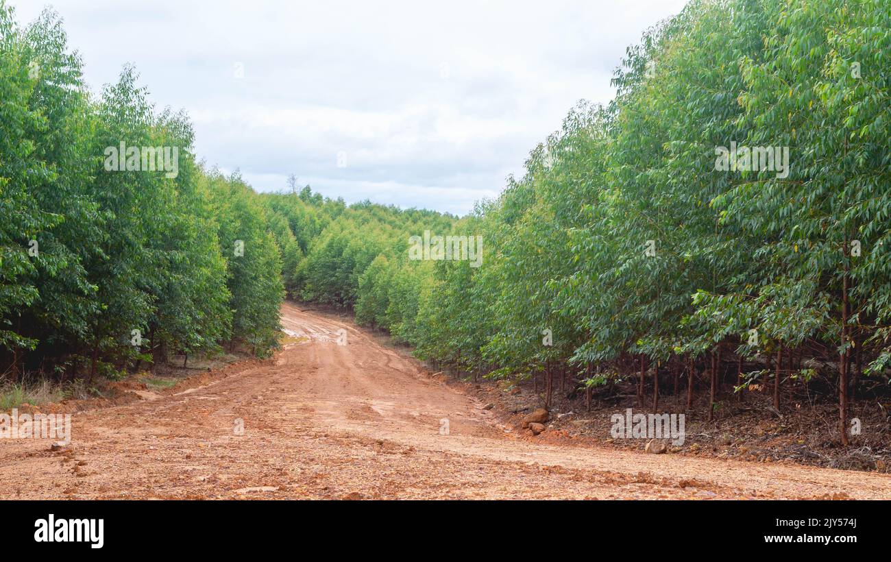Dirt road crossing Eucalyptus plantation at Kutai Timur, Indonesia ...