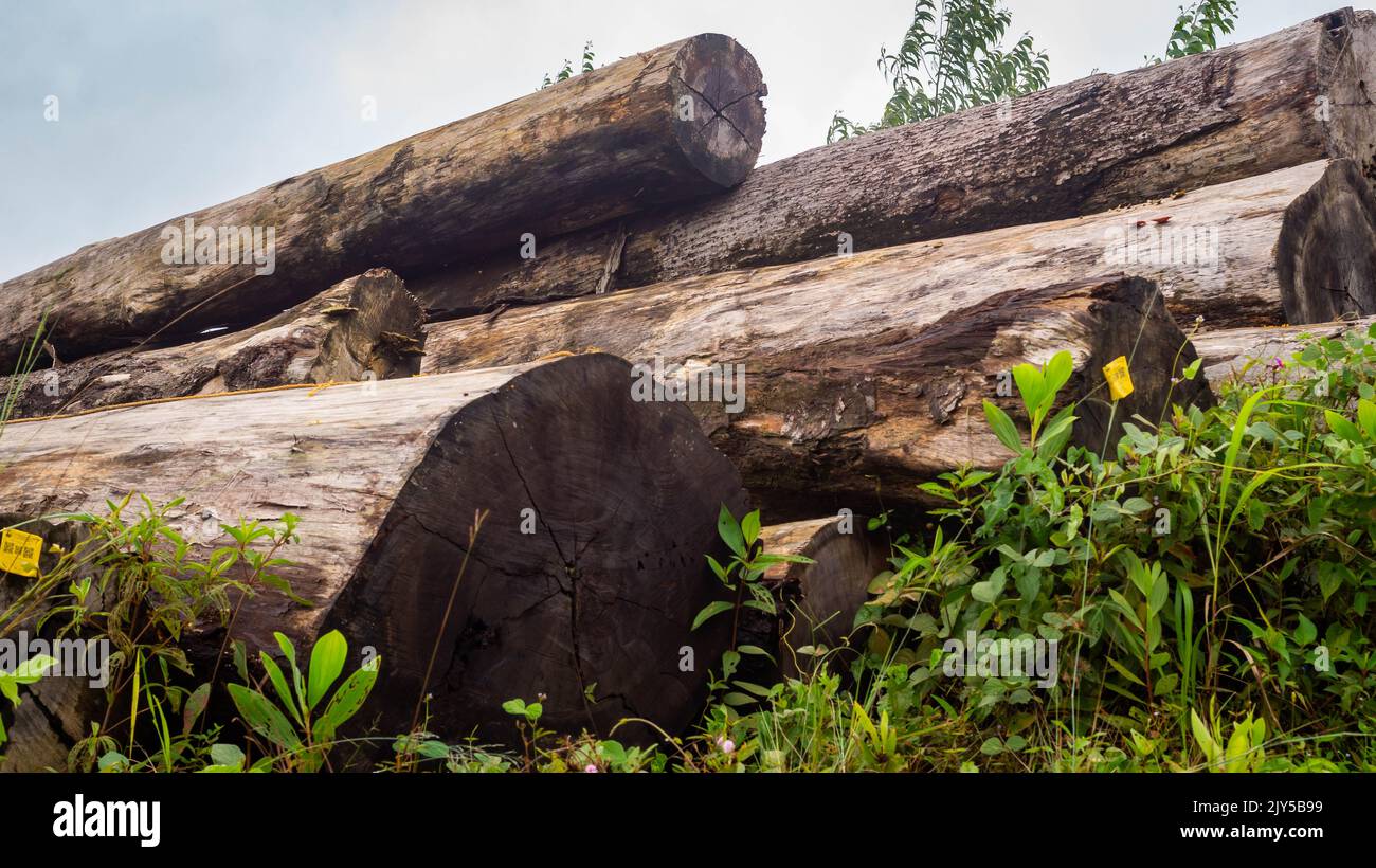 Borneo tropical hardwood stacked in log yard. Agricultural background Stock Photo