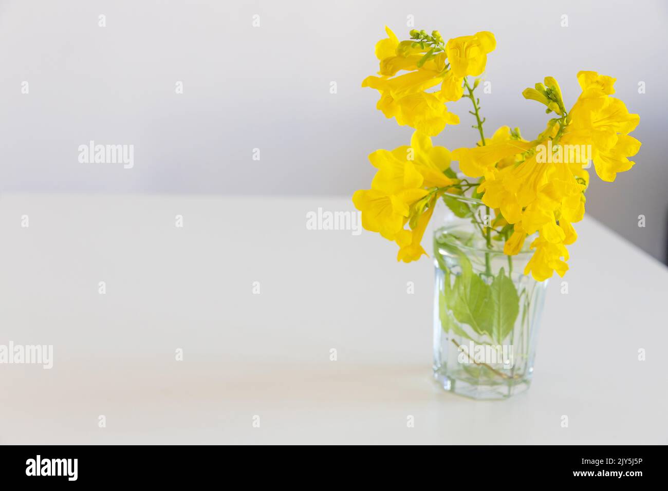 Shrub branch with Tecoma stans flowers in a glass beaker on a white table in the interior. Stock Photo