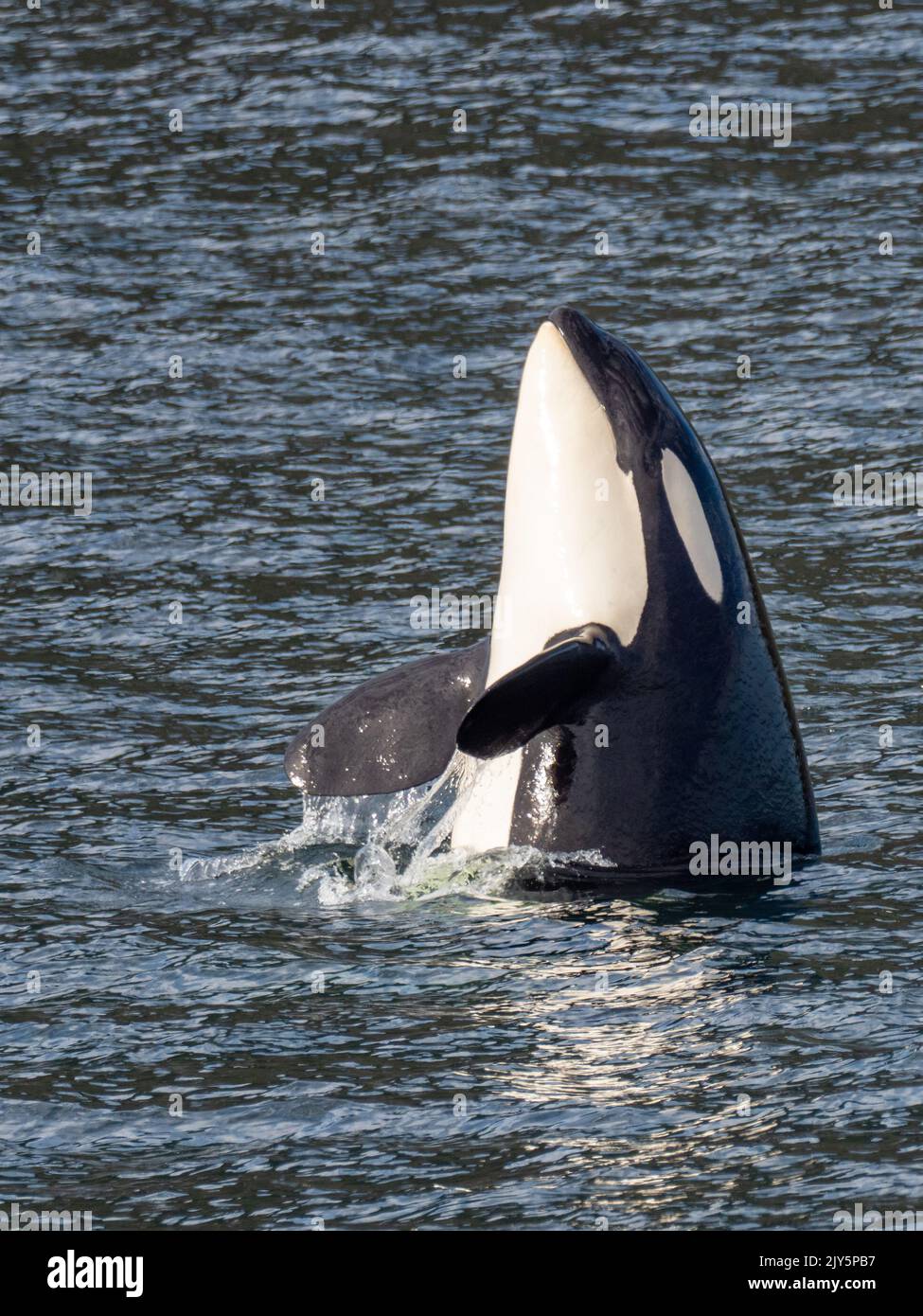 Killer whale or orca, Orcinus orca, spy hopping in Southeast Alaska, USA Stock Photo