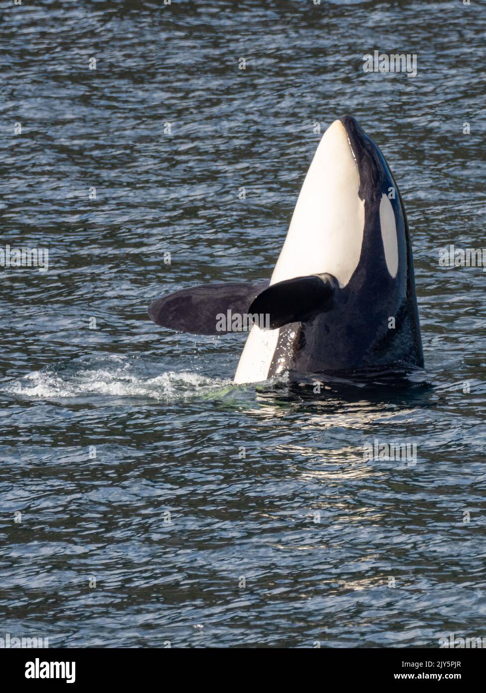 Killer whale or orca, Orcinus orca, spy hopping in Southeast Alaska, USA Stock Photo