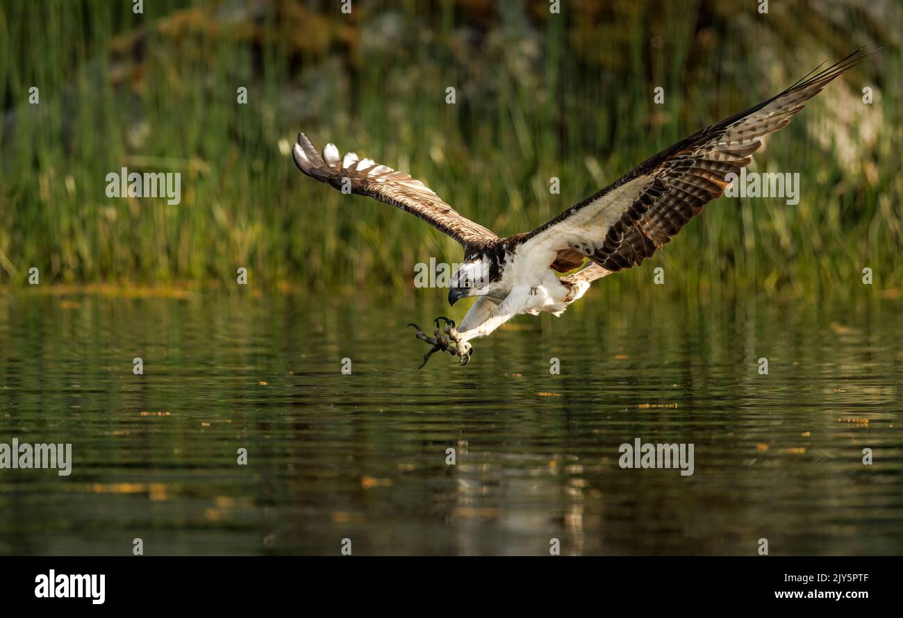 Osprey fishing in Maine Stock Photo Alamy