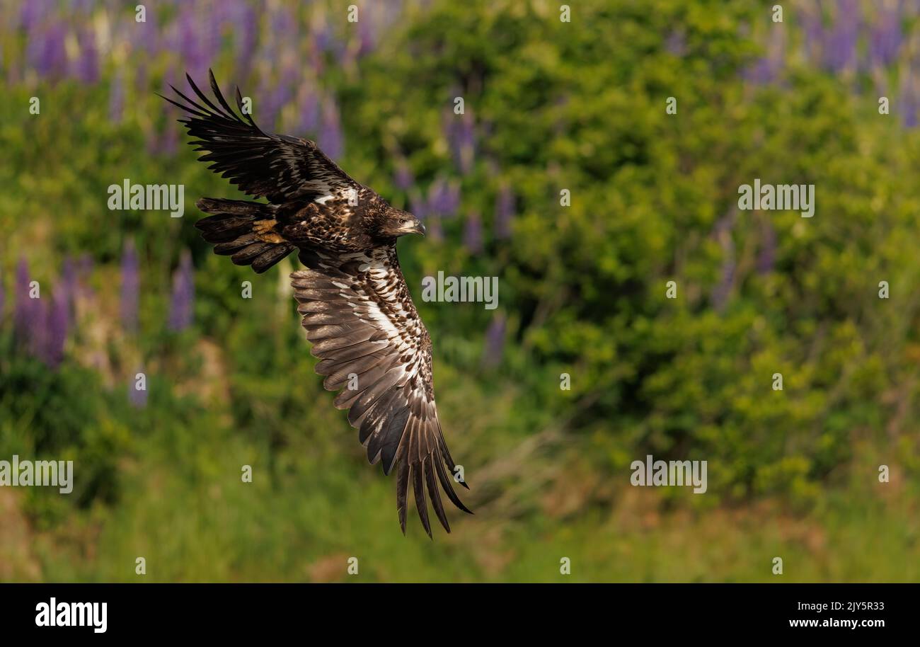 Bald Eagle Fishing In A Pond Stock Photo Alamy
