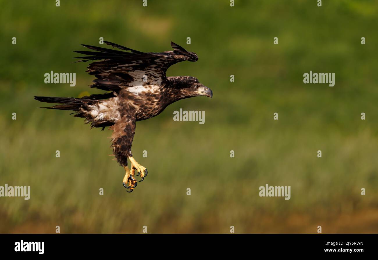 Bald Eagle Fishing In A Pond Stock Photo Alamy