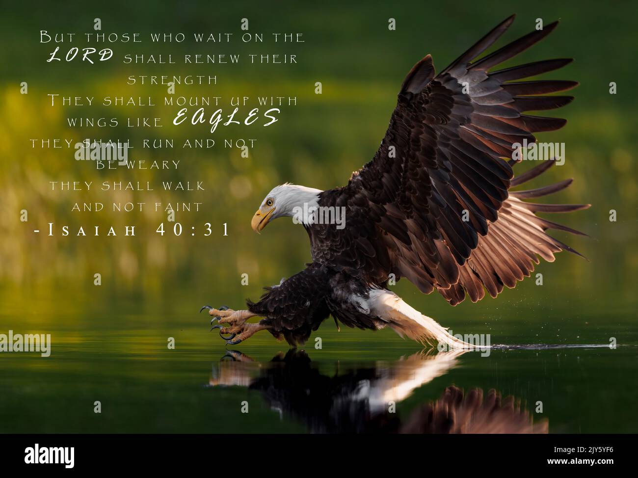 Bald Eagle Fishing In A Pond Stock Photo Alamy