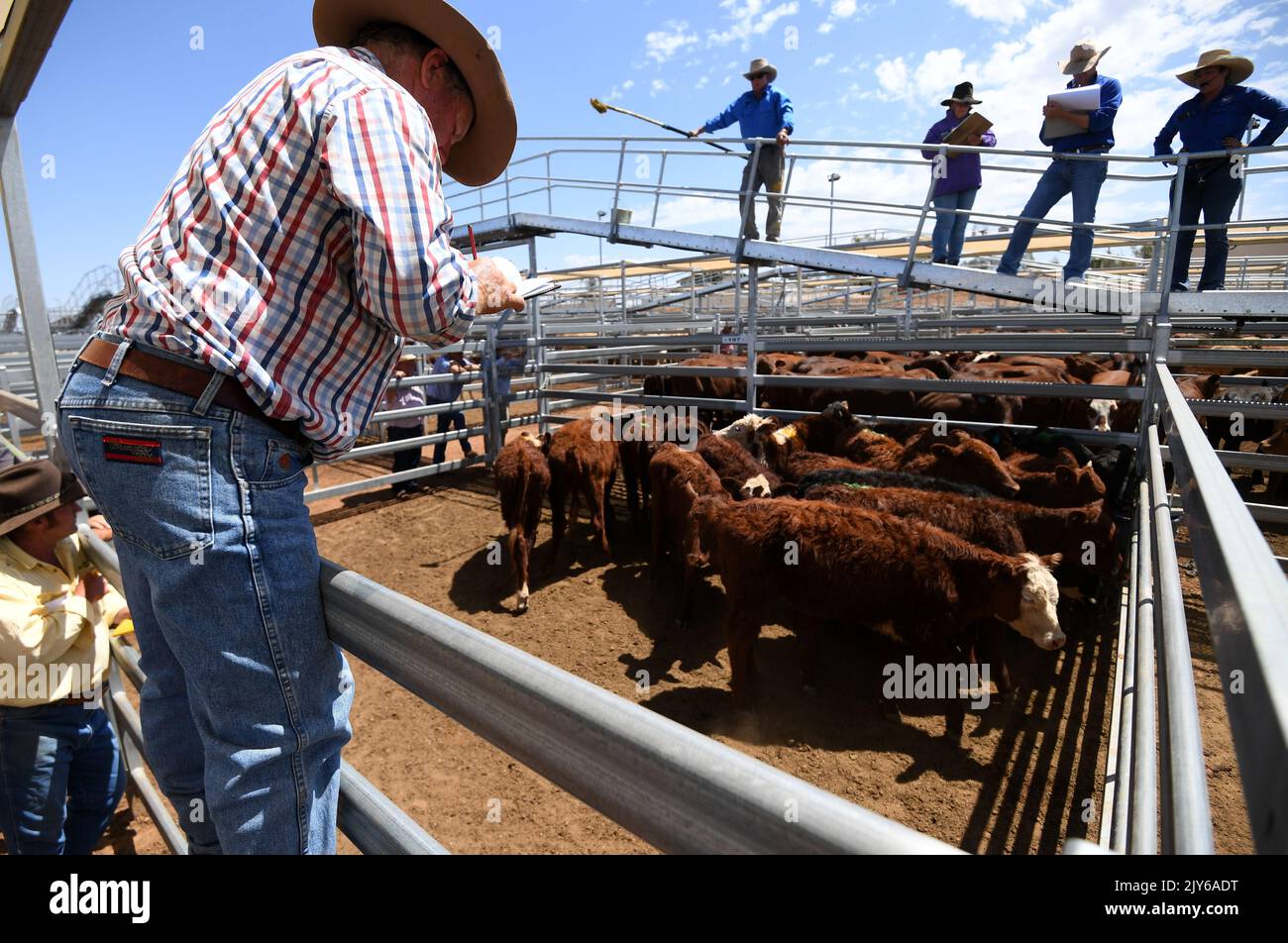 cattle-is-being-auctioned-off-at-the-roma-saleyards-in-roma-queensland