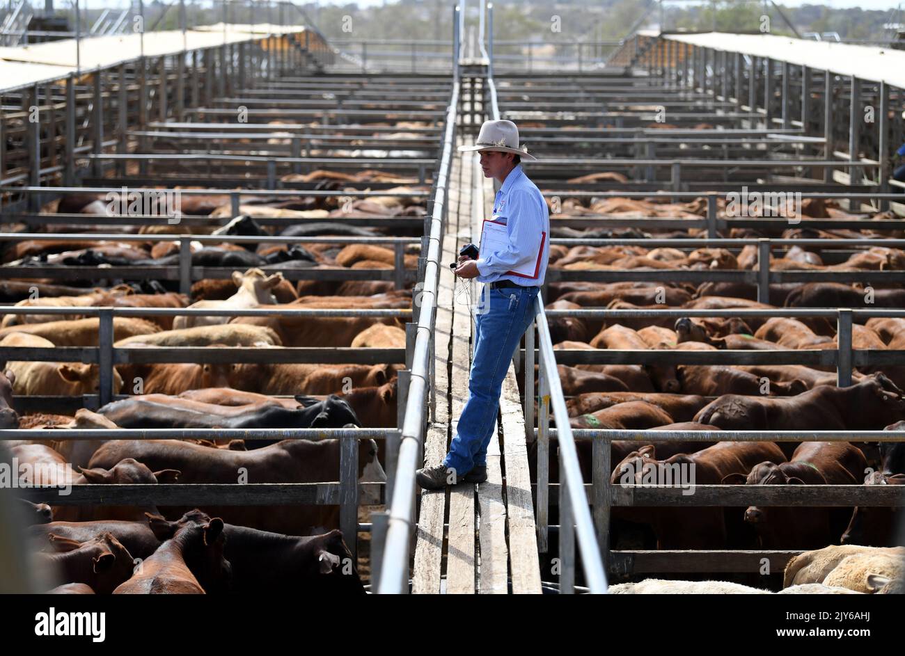 A Livestock Agent Prepares For An Auction At The Cattle Saleyards In a-livestock-agent-prepares-for-an-auction-at-the-cattle-saleyards-in