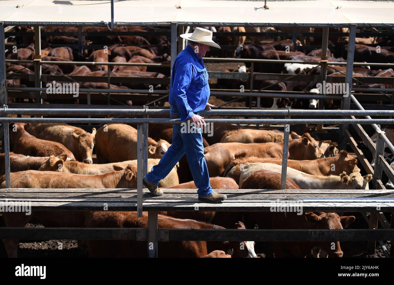 Largest Cattle Saleyards In Australia Largest Cattle Saleyards In Australia
