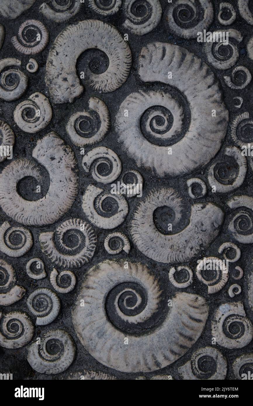 Pavement in shape of ammonites in Lyme Regis, Dorset Stock Photo