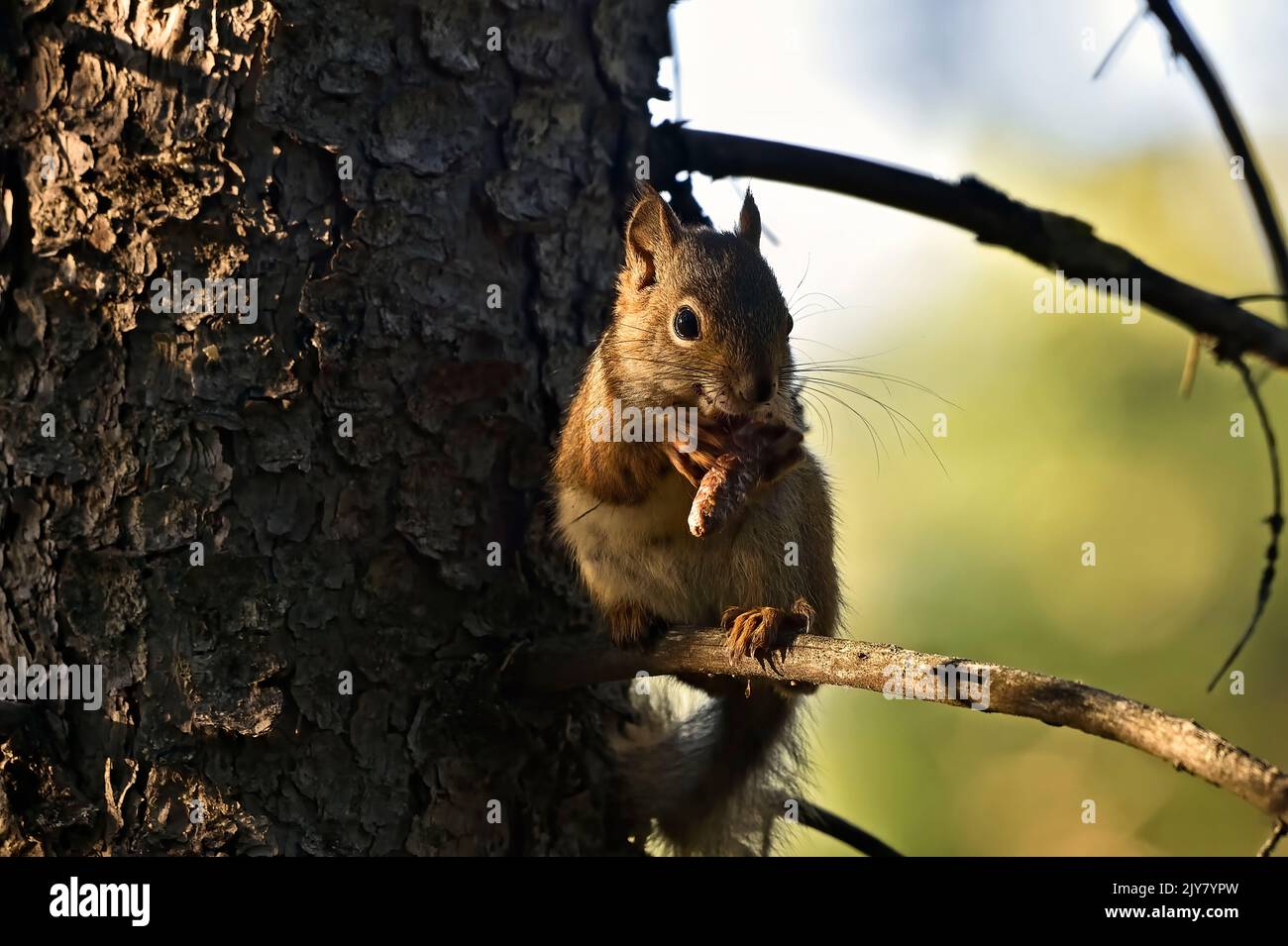 A wild Red Squirrel ' Tamiasciurus hudsonicus', feeding on spruce tree cone while sitting branch in rural Alberta Canada Stock Photo