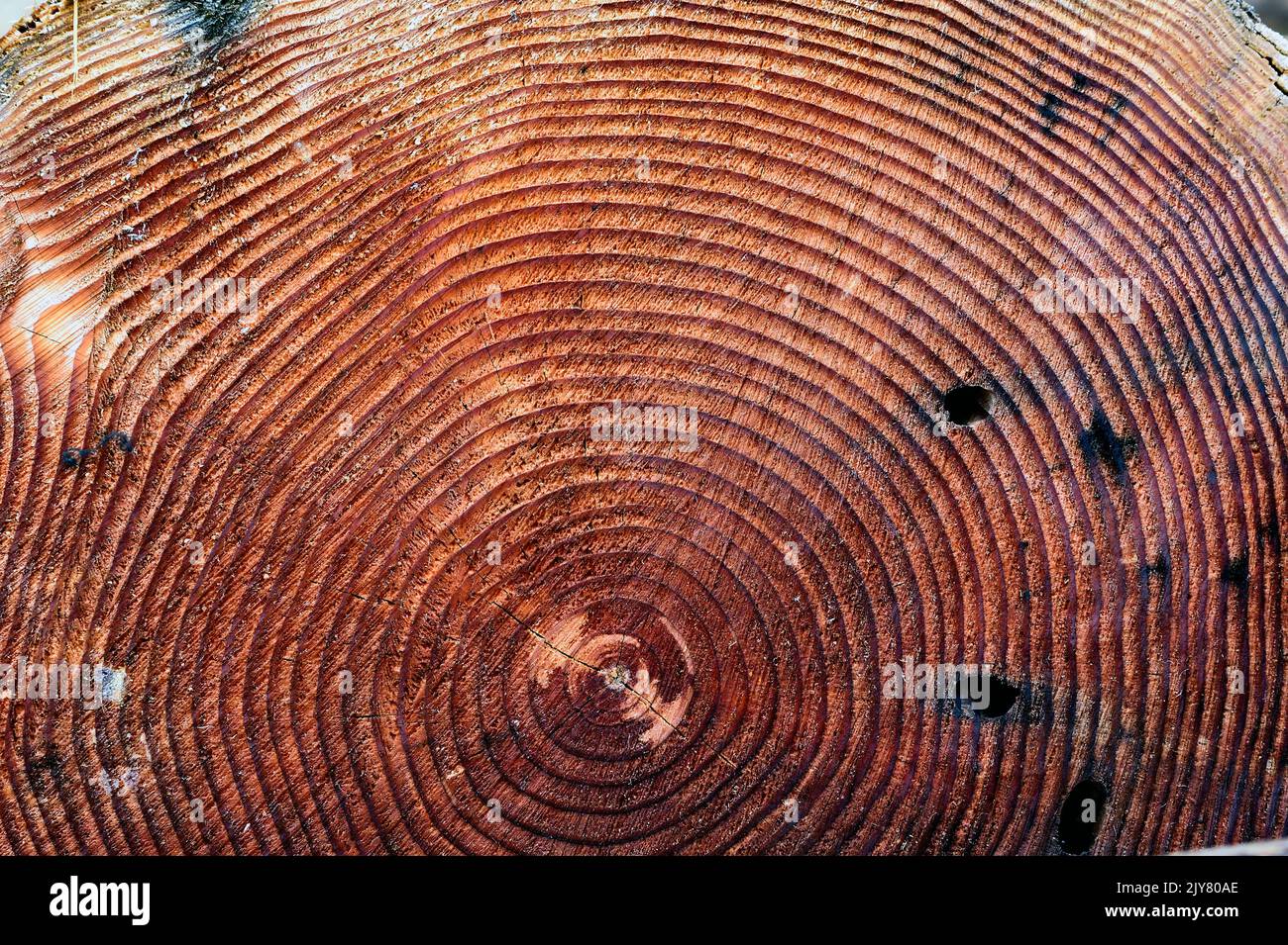 A cross section of a tree trunk showing the growth rings of the tree. Stock Photo