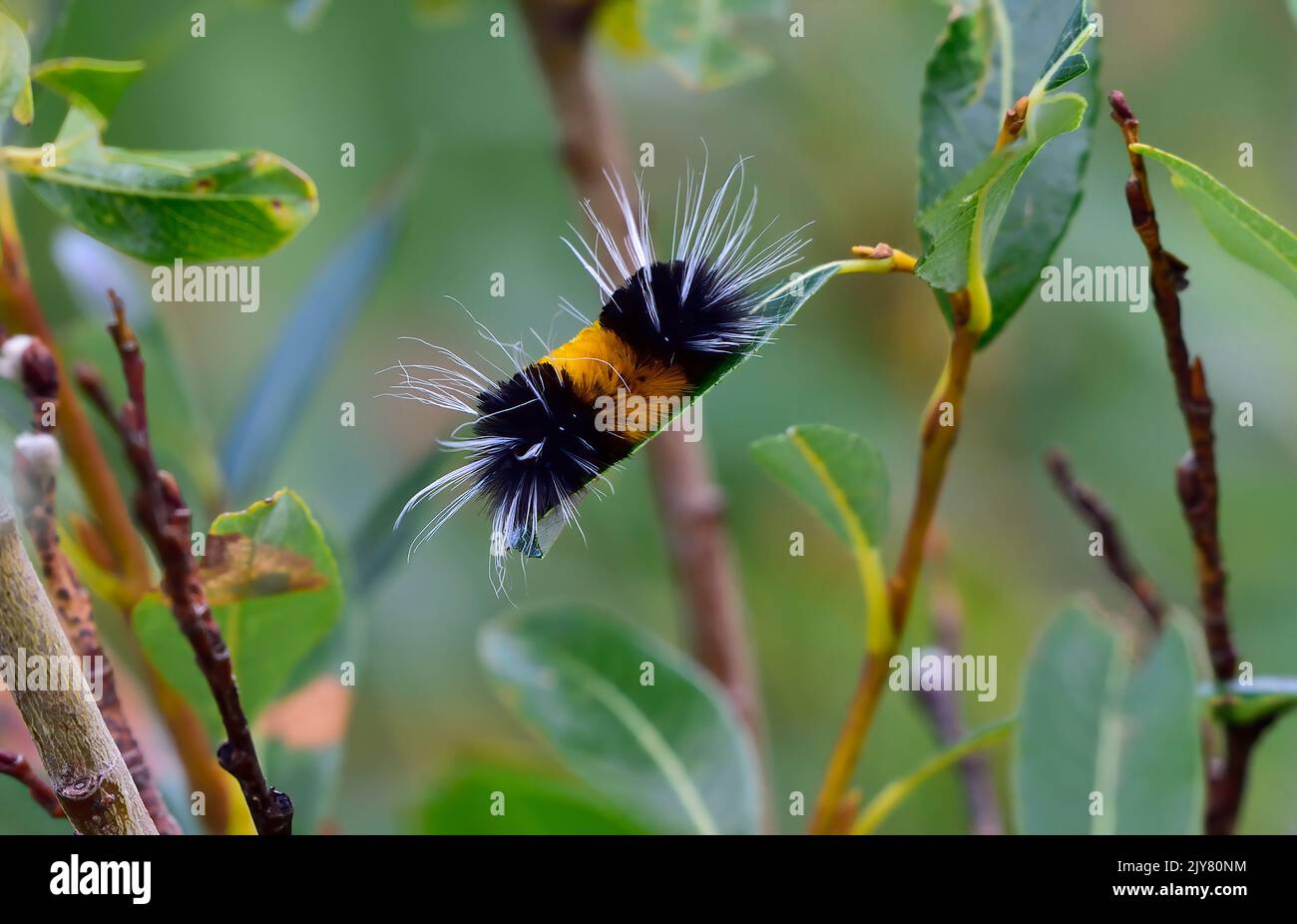 A horizontal image of a banded wooly bear caterpillar feeding on a green leaf in a wildlife habitat in rural Alberta Canada. Stock Photo