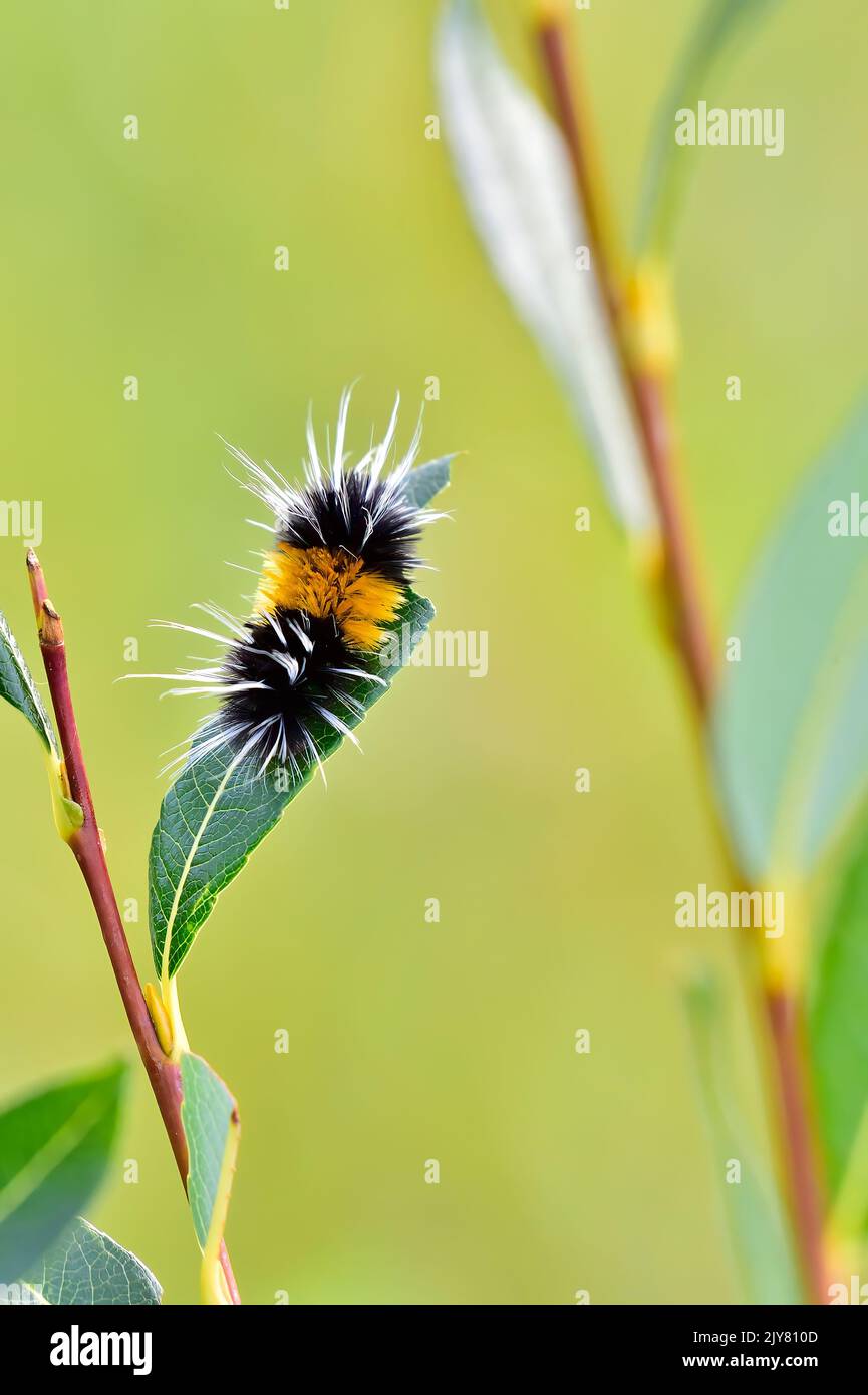 A black and yellow Woolly Bear Caterpilla r'Pyrrharctia isabella',  with white hairs feeding on a green leaf with the background blurred in a rural ha Stock Photo