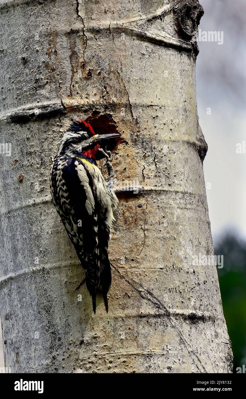 A Yellow-bellied Sapsucker; Sphyrapicus varius; scratching under hid chin as he forages at a hole in a poplar tree in rural Alberta Canada. Stock Photo