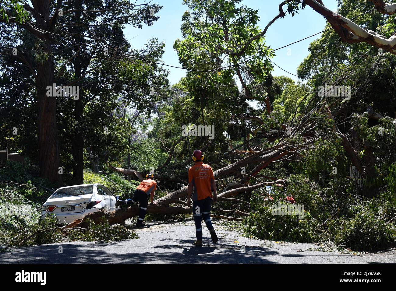 Tree loppers survey fallen trees blocking Powell Street in the suburb