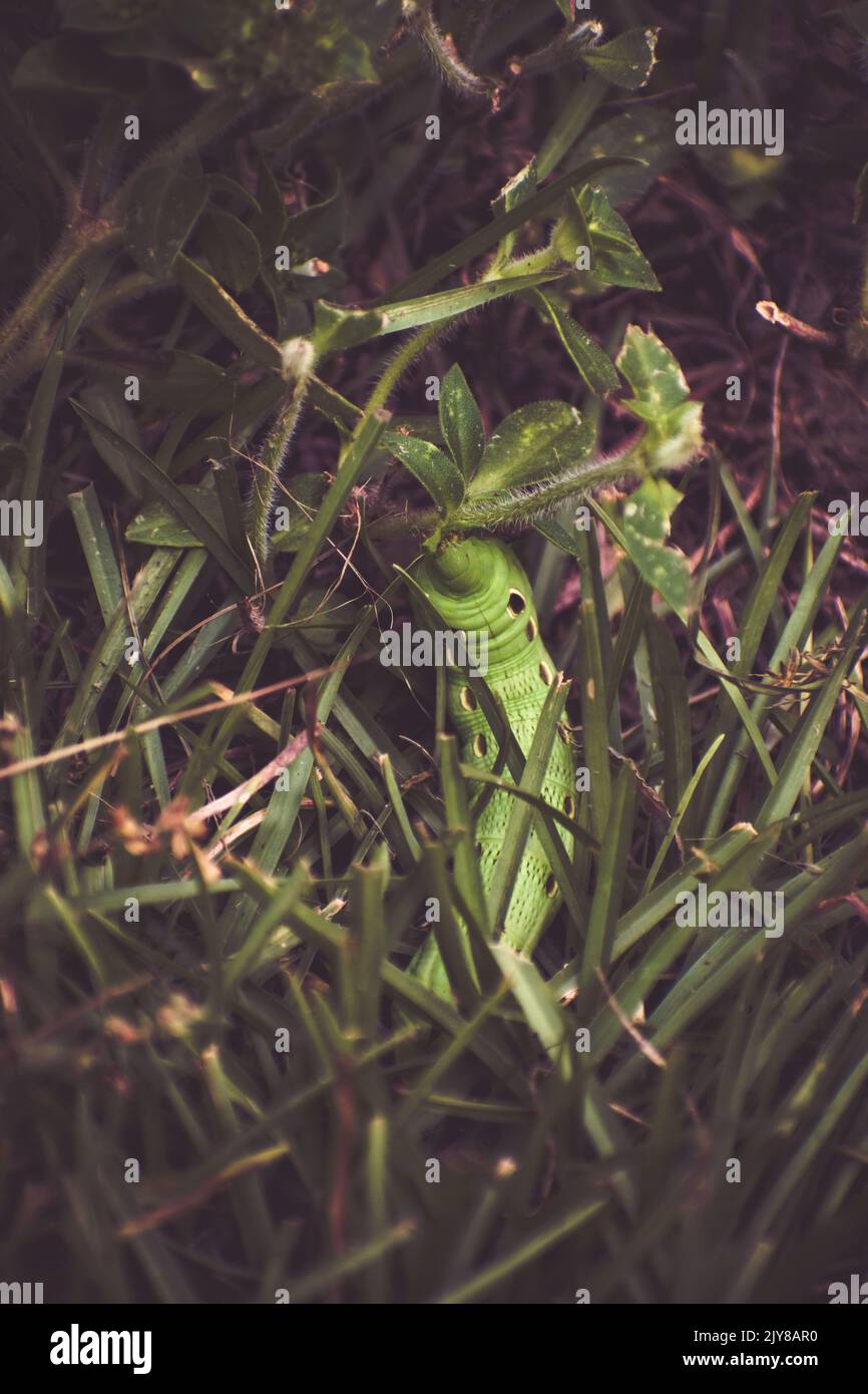 Sphinx moth caterpillar snake hires stock photography and images Alamy