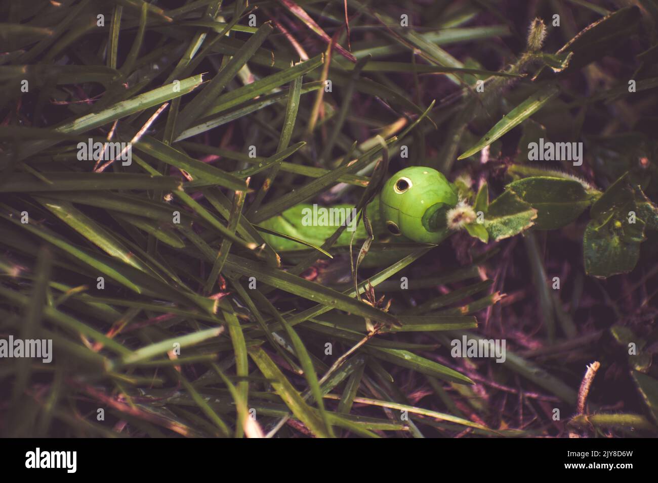 Green Tersa Sphinx Moth Caterpillar with Eyespots Eating Plant Stock