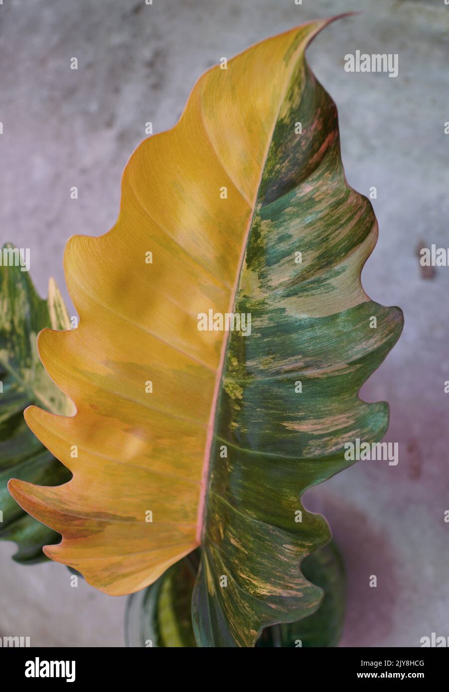 Stunning variegated half-moon leaf of Philodendron Caramel Marble, a rare tropical plant Stock Photo