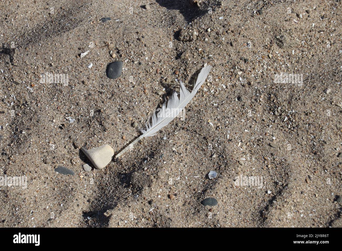 A lone seagull feather on a beach in Kenosha, Wisconsin at the lake. Stock Photo