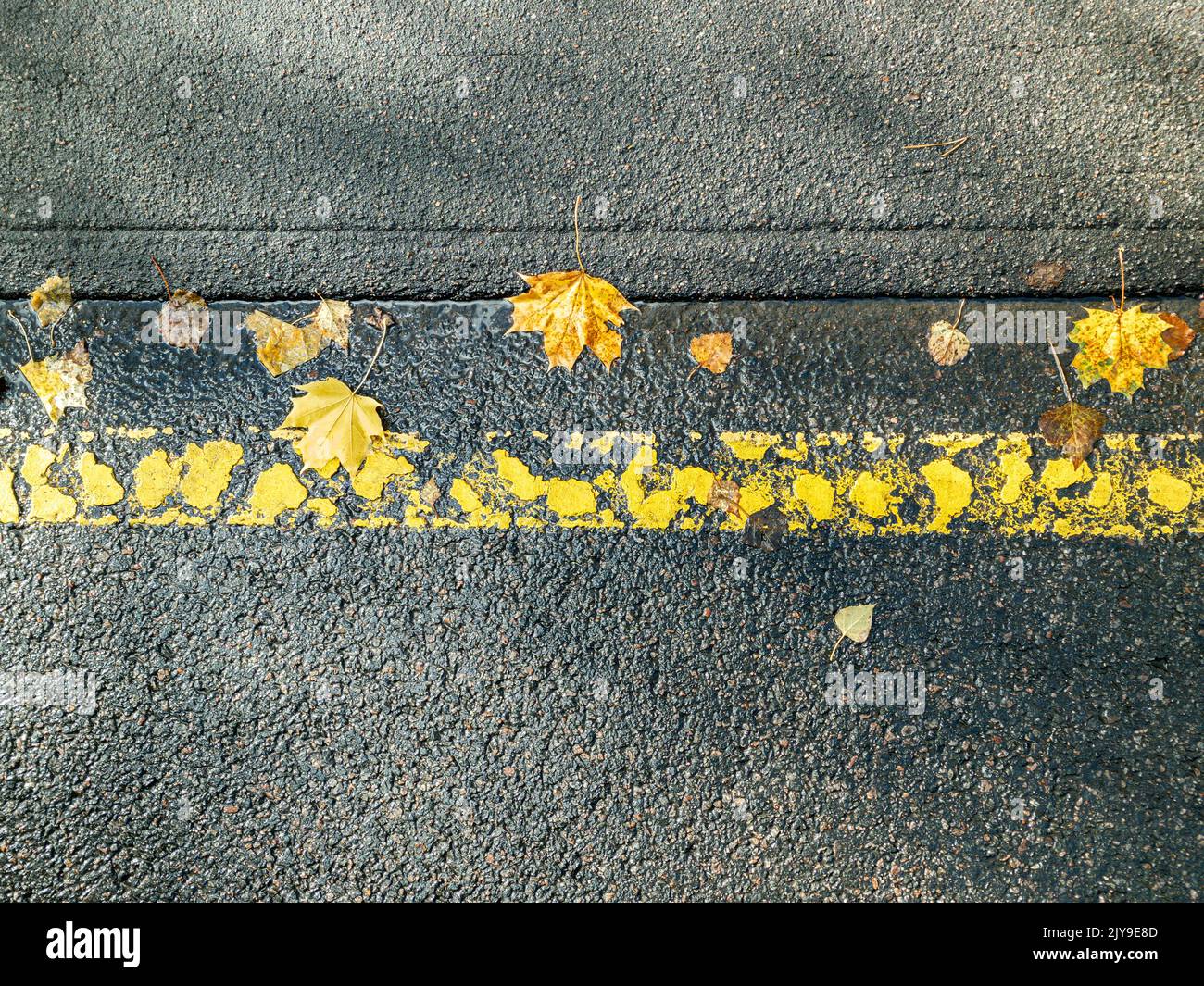 yellow maple leaves on wet dark asphalt with road marking Stock Photo