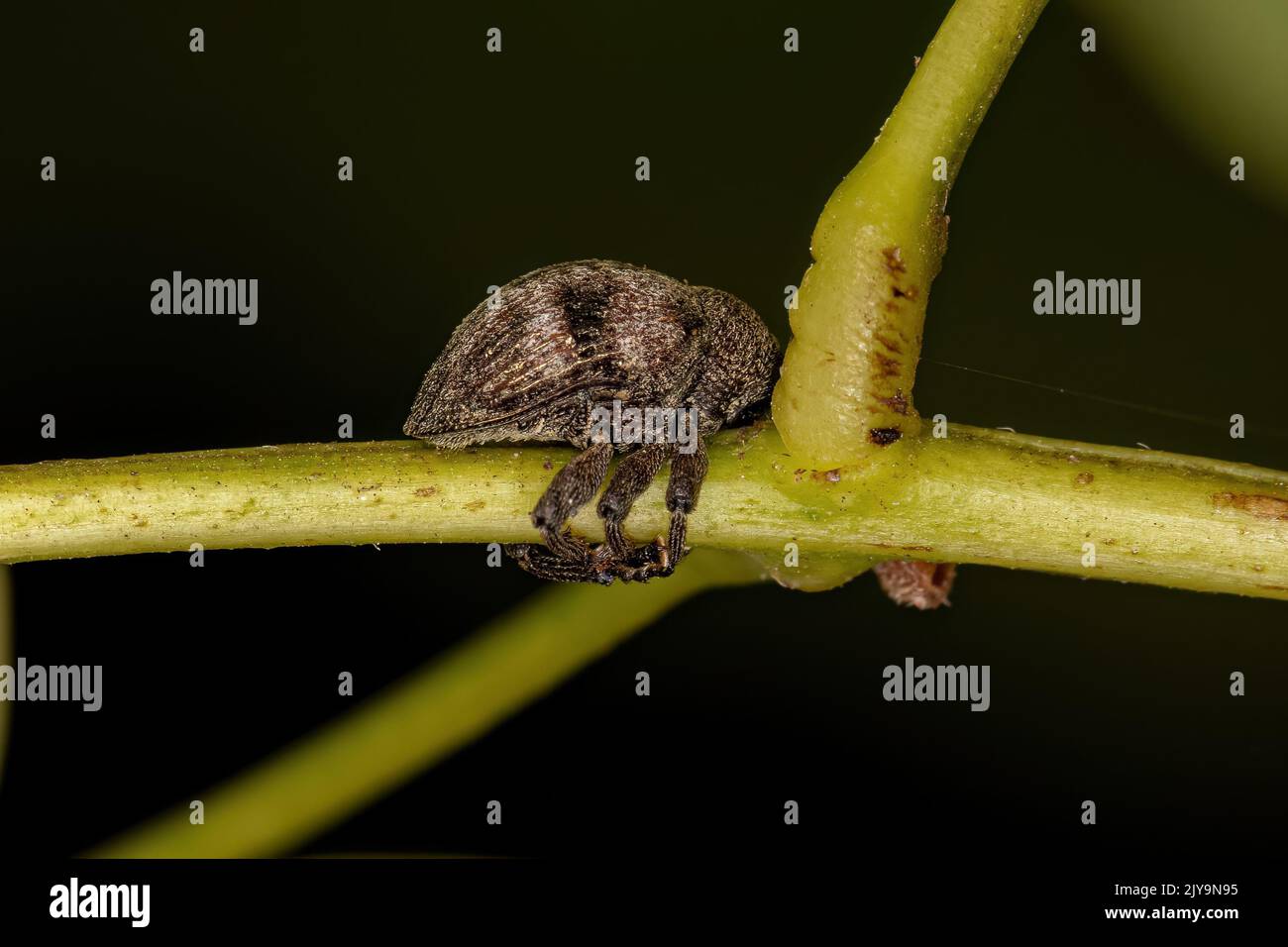Adult True Weevil of the Family Curculionidae Stock Photo