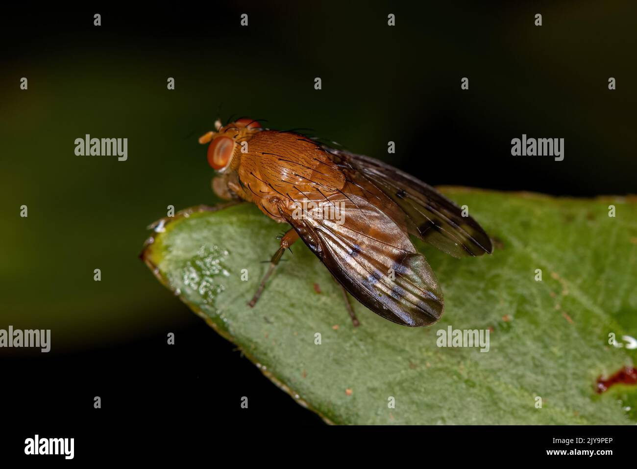 Adult Lauxaniid Fly of the Family Lauxaniidae Stock Photo Alamy