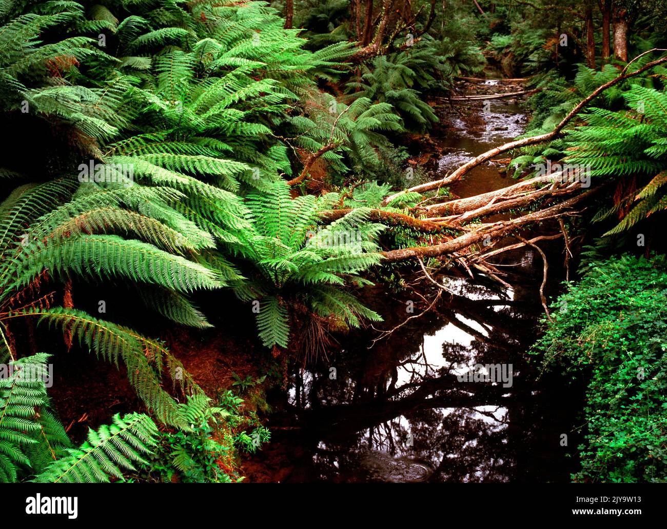 Fern Trees and Forest in the Otway National Park, Victoria Australia Stock Photo