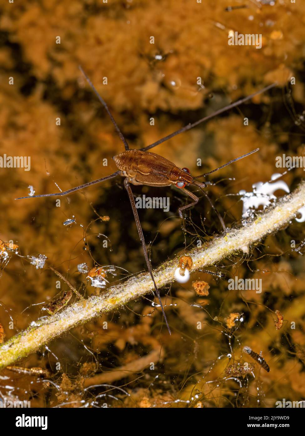 Small Water Strider of the Family Gerridae Stock Photo Alamy