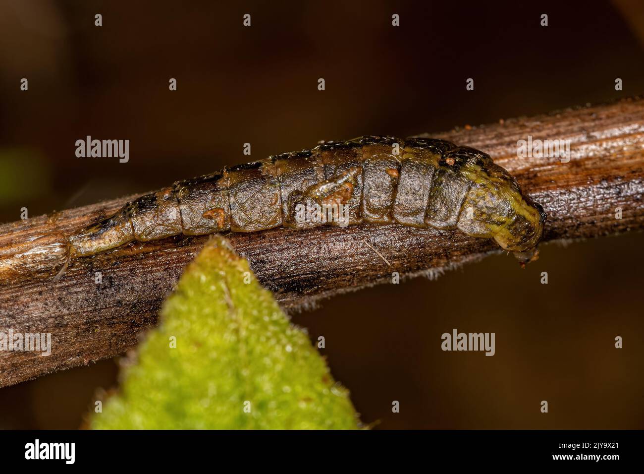 Small Soldier Fly Larvae of the Subfamily Stratiomyinae Stock Photo