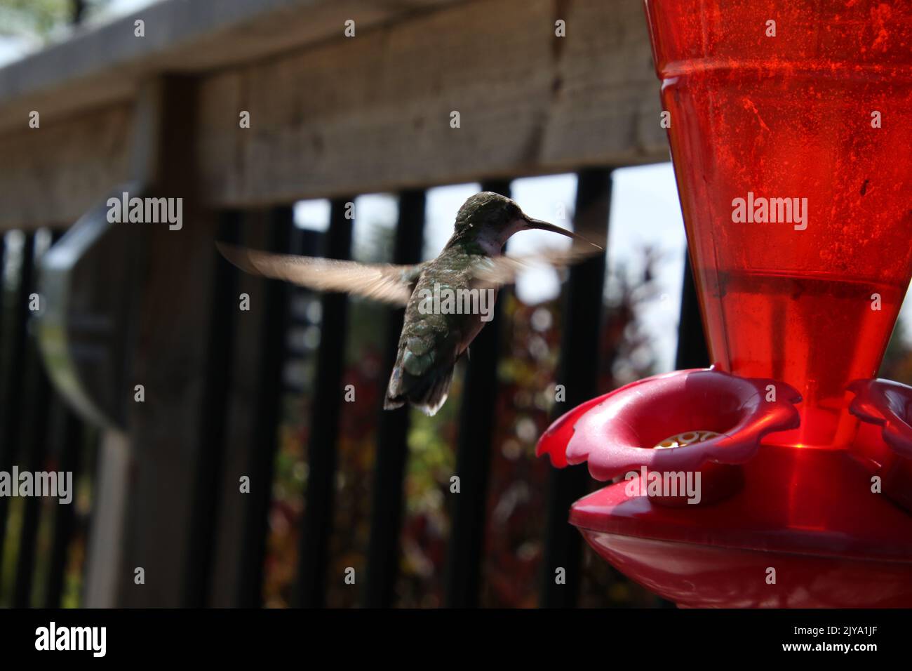 An Anna's hummingbird hovering in front of a red plastic feeder Stock Photo