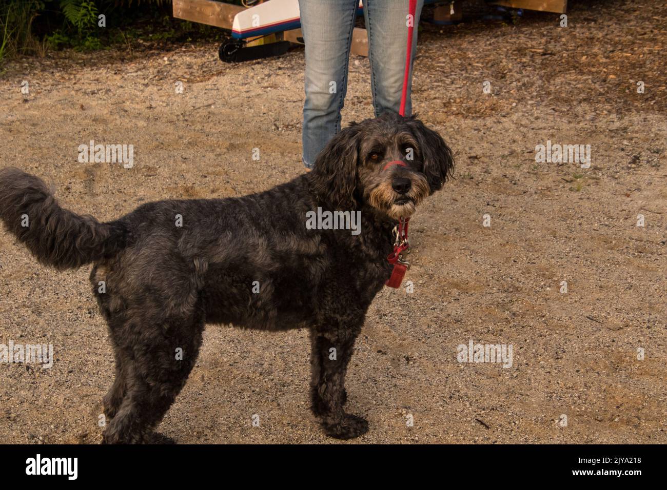 A black labradoodle standing on sand with a red leash attached to him Stock Photo