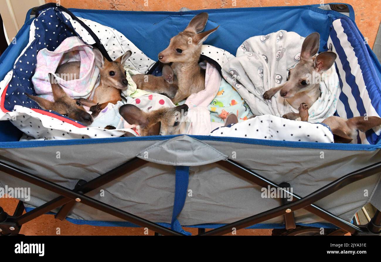 A cart of orphaned Kangaroo and Wallaby joeys are seen at Australia Zoo